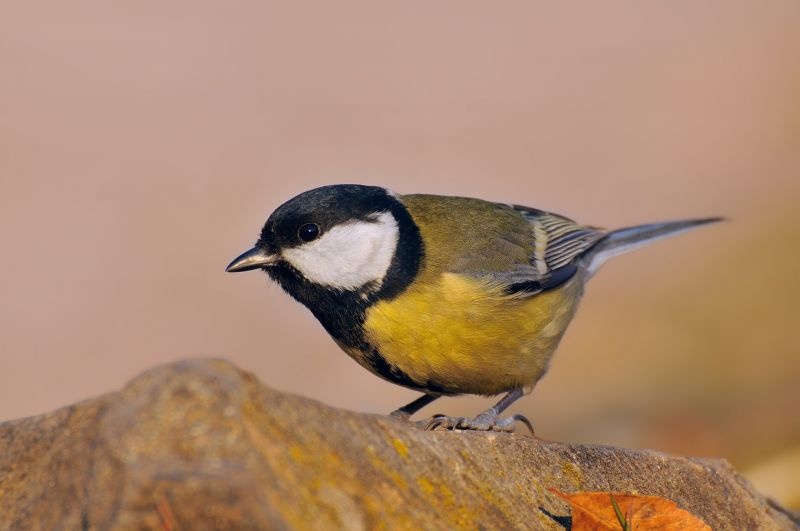 golyam_siniger_800 golyam_siniger_800