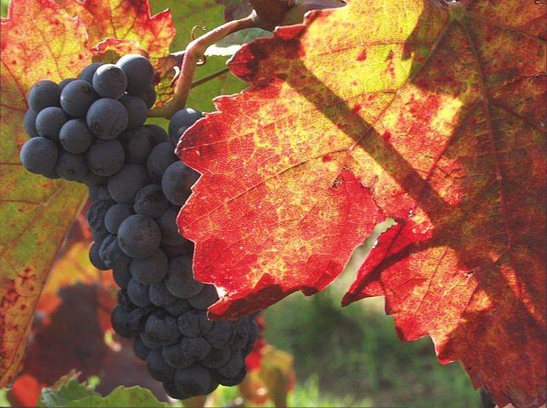 blauer-zweigelt_792 blauer zweigelt image