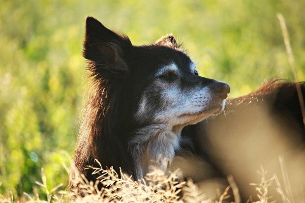 collie image