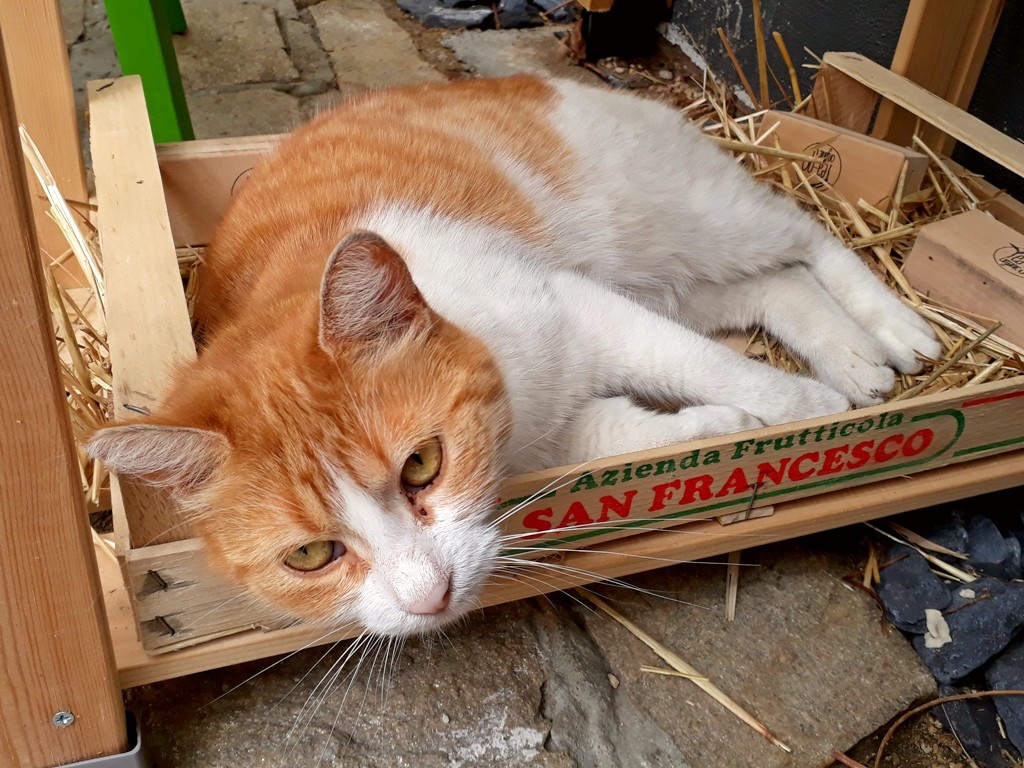 garfield2_1024 garfield aubergine image