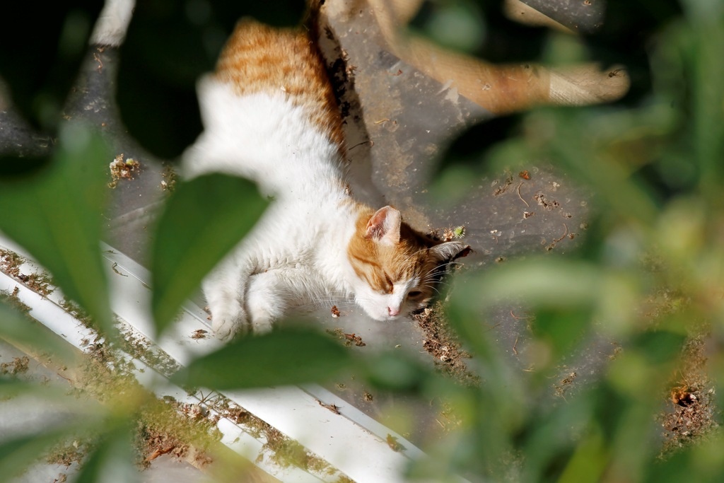 garfield_1024 garfield aubergine image