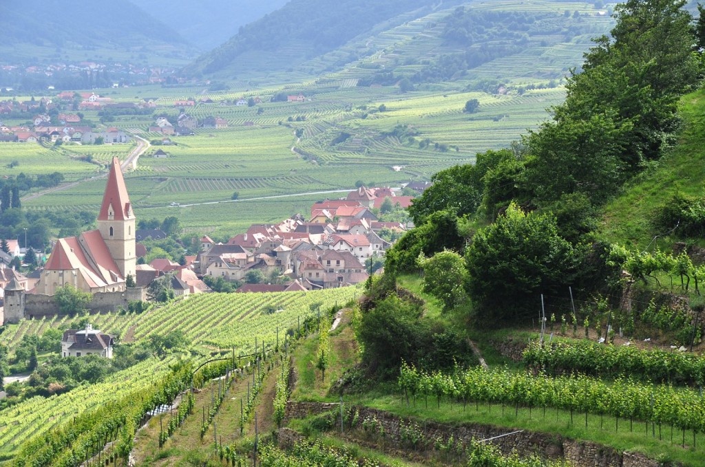 gruner_1024 gruner wine image