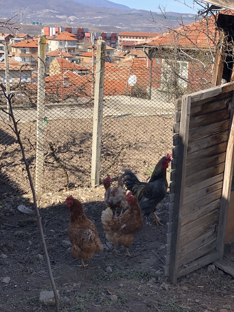 kokoshki_1024 kokoshki_1024