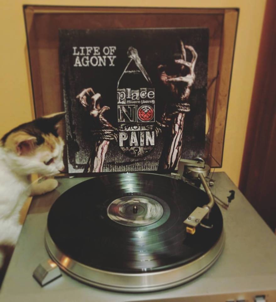life_of_agony_freckle_960 life of agony cat image