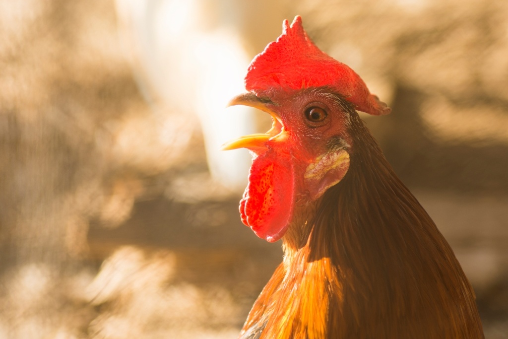 rooster петел image