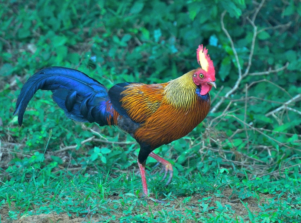 rooster петел image