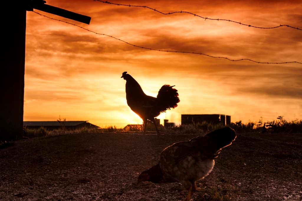 rooster петел image