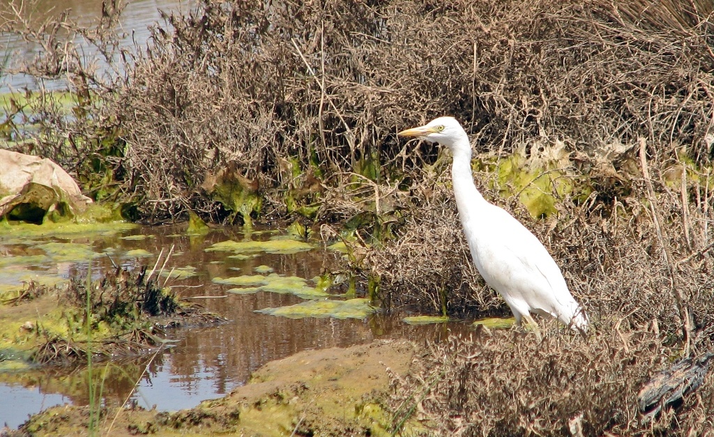 wet2_1024 wetland image